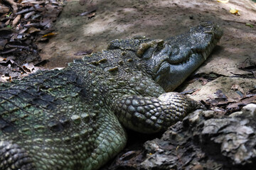 Obraz premium Close up crocodile is action show head in garden