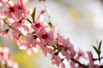 Beautiful peach blooming in the spring garden. Selective focus close-up shot of a peach flower. Spring seasonal background.