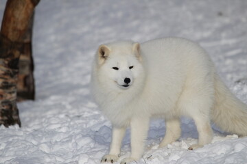 Naklejka premium Arctic fox