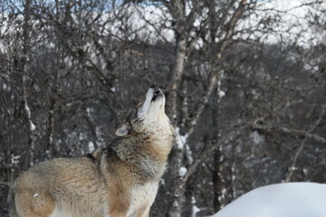Wolf howling