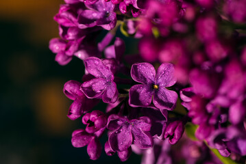 Macro shot bright violet lilac flowers. Abstract romantic floral background.