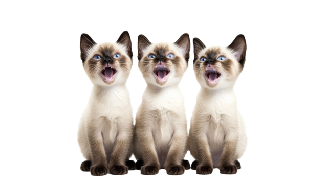 Three playful kittens meowing together in unison
