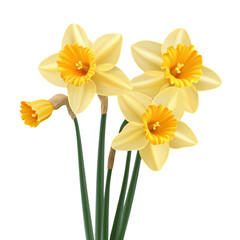 Obraz premium yellow daffodil flowers isolated on transparent background