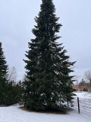 Tall Evergreen Spruce Tree in a Winter Landscape