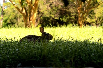 Wild Rabbit in Sunlit Meadow – Nature's Serenity