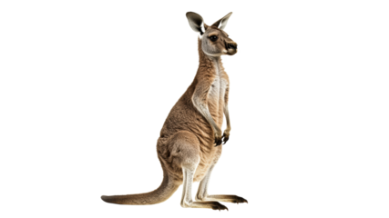 Kangaroo standing upright in natural pose