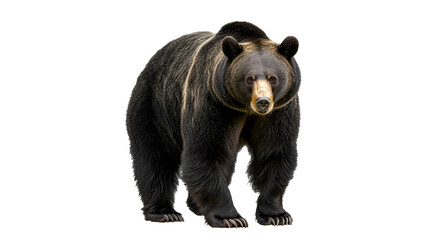 Fototapeta premium Brown bear standing in a natural pose
