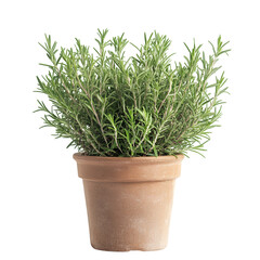 A Flourishing Potted Rosemary Plant with Fragrant Leaves Isolated on Transparent Background