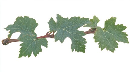 Close Up Shot of Green Grapevine Leaves with White Powder on White Background