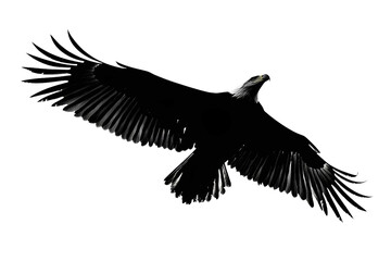 Obraz premium Majestic eagle soaring in open sky