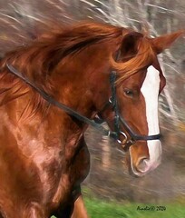Beautiful Horse Portrait 