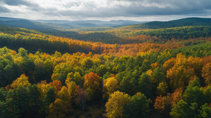Fototapeta premium International Day of Forests