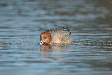 Fototapeta premium Generated image