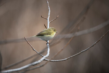 mosquitero comun posado en una rama