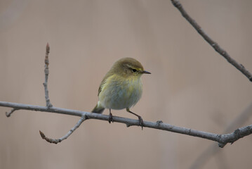 mosquitero comun posado en una rama