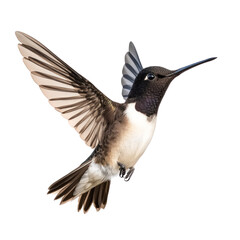 Fototapeta premium Flying hummingbird