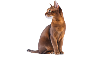 Brown cat sitting and watching