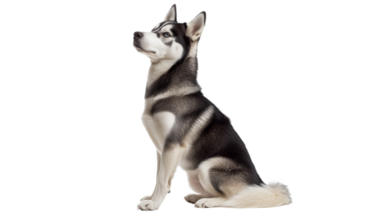 Siberian husky sitting gracefully in profile