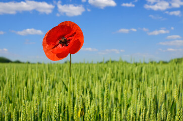 Red poppy in a green field, under a blue sky