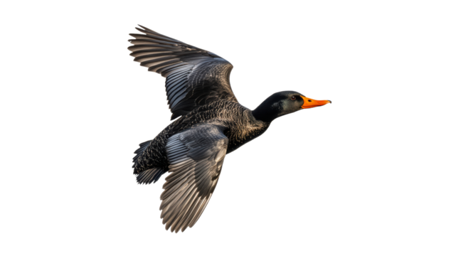 Duck soaring gracefully through the sky