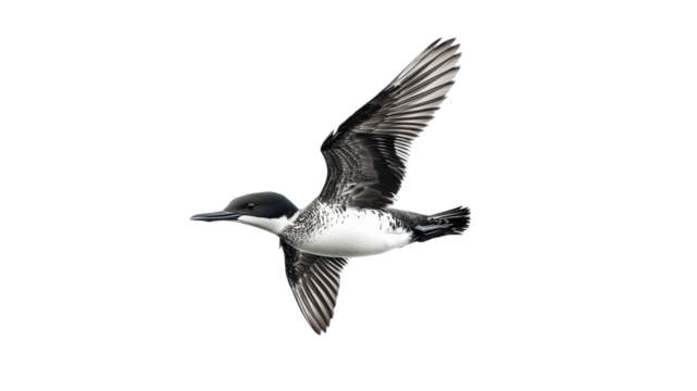 Brown bird flying on a white backdrop