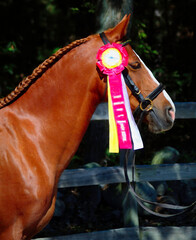 Winning Mare