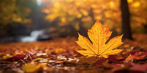 Autumnal Equinox Imagery for Business Campaigns and Seasonal Promotions