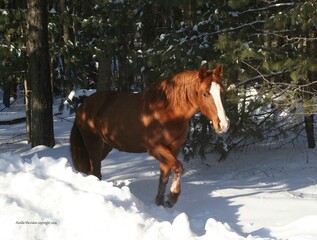 Snow Forest Horse 