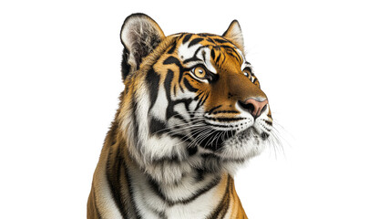 Fototapeta premium Striking portrait of a majestic tiger in profile