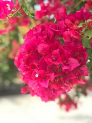 Bougainvillea