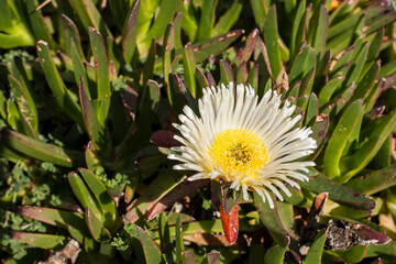 Close-up of witch's claw flowers in the sun. White petals surround a bright yellow heart. The green foliage gives the plant its name.