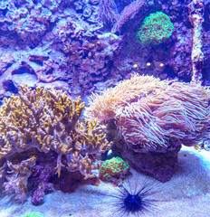 Sea Anemone in Aquarium – Captive Marine Life in Artificial Habitat