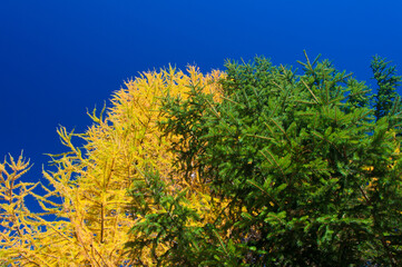 farbenfrohe Bäume mit satt blauem Himmel