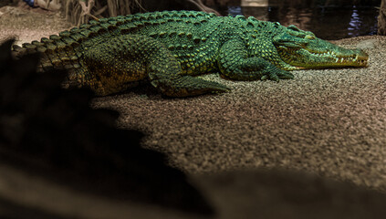Crocodile in Zoo Habitat – Reptilian Predator in Captive Environment..