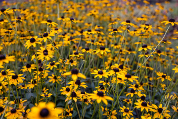 Black-eyed Susan flowers at the Netherlands Carillon in Arlington, Virginia.