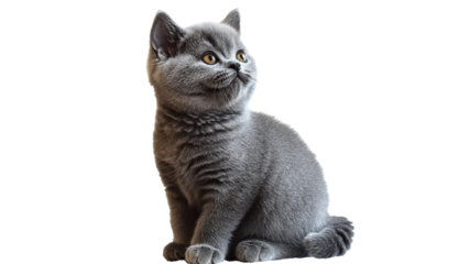 Adorable gray kitten sitting quietly and curiously