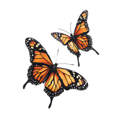 Obraz premium Monarch Butterflies in Flight PNG Against Transparent Background for Nature Art, Wildlife Conservation, or Elegant Designs