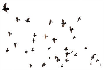 Flocks of flying pigeons isolated on white background. Save with clipping path.