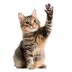 Obraz premium british kitten on white background