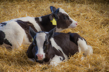 pair of young holstein calves © Peter