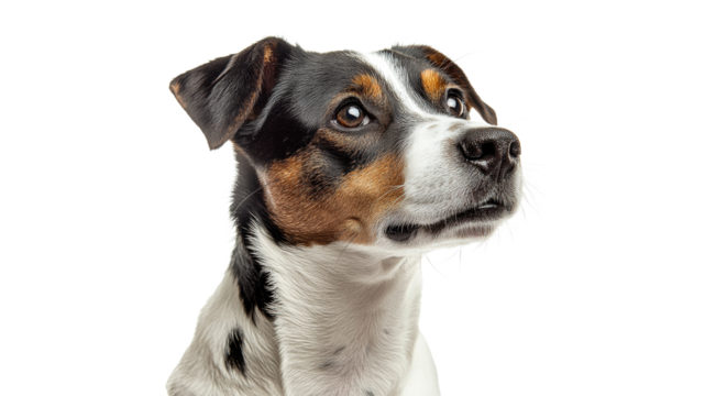 Dog with patchy coat looking thoughtfully upwards