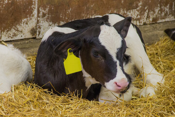 young holstein calf