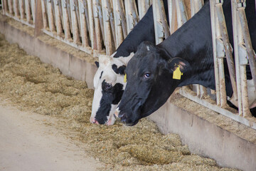 two holstein cows eating silage