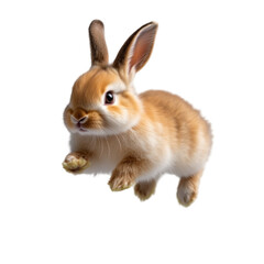 white rabbit isolated on white