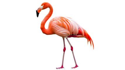 Bright pink flamingo standing proudly on one leg