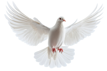 White dove in flight displaying its wings