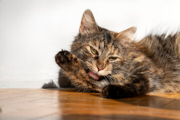 Adorable domestic cat grooming Itself, Fluffy pet cat cleaning fur. Cute feline hygiene and self care. Perfect for pet care, animal lovers, cat behavior content. pet ownership, pet friendship concept.