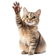 british shorthair cat