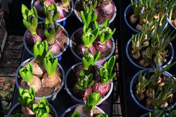 cebulkowe kwiaty wiosenne w doniczkach 