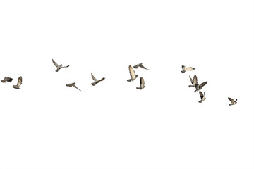 Flocks of flying pigeons isolated on white background. Save with clipping path.